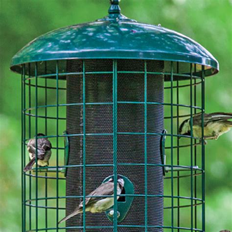 Keeping squirrels out of the bird feeder - Gardens Alive Blog