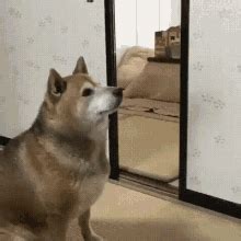 Dog Food GIF - Dog Food Hungry - Discover & Share GIFs