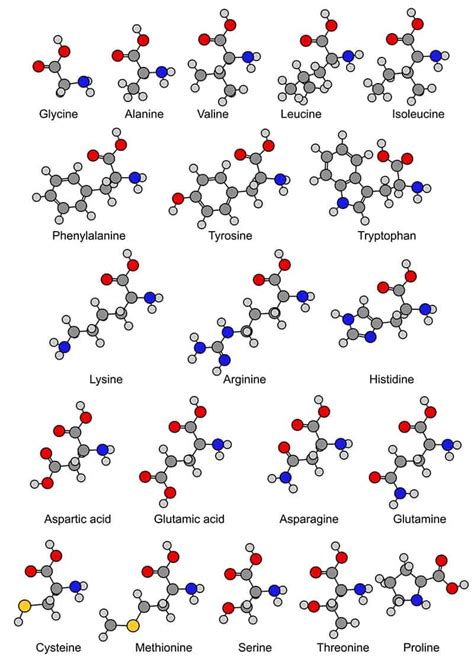 Amino Acids: The Body's Building Blocks of Protein