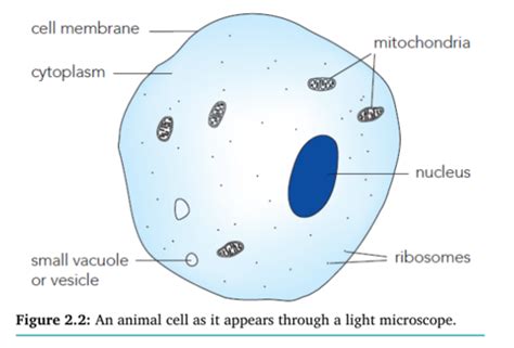 Animal Cells Under A Light Microscope