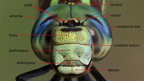 Dragonfly Anatomy