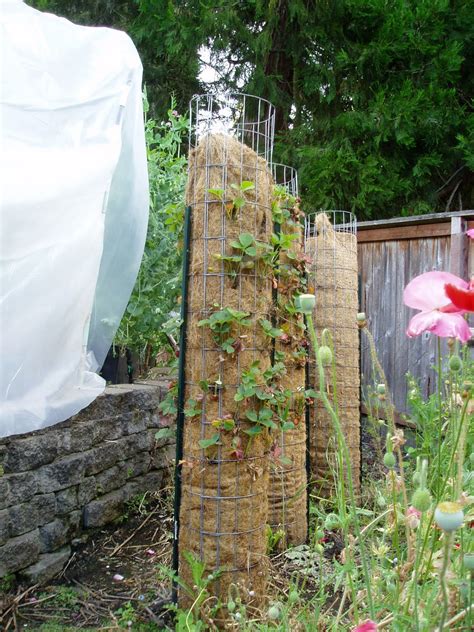 THE MUSINGS OF A TRANSPLANTED GARDENER: Strawberry towers