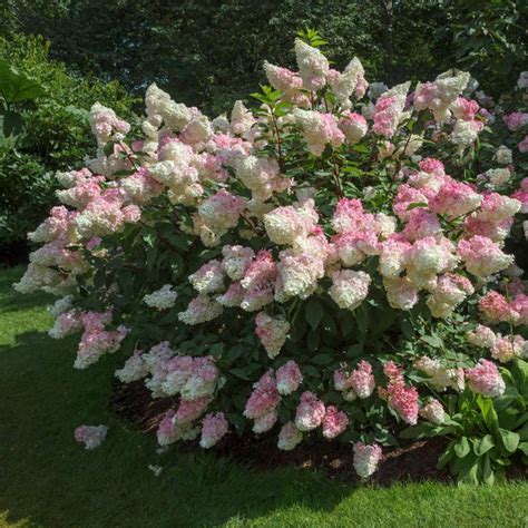 Vanilla Strawberry™ Hydrangeas for Sale – FastGrowingTrees.com