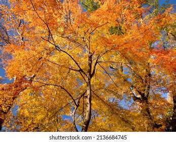 Zelkova Tree Colorful Autumn Leaves Stock Photo 2136684745 | Shutterstock