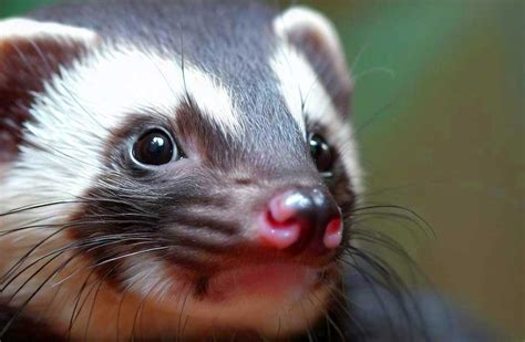 Chinese Ferret-Badger Profile: Traits, Facts, Range, Threats - Mammal Age