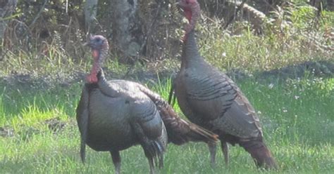 Missouri Turkey Population Rebounding | Grand View Outdoors