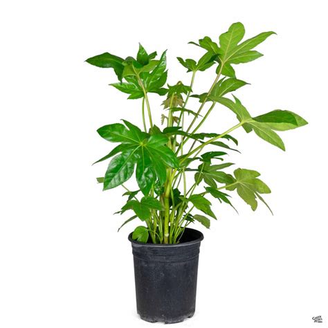 Japanese Aralia — Green Acres Nursery & Supply