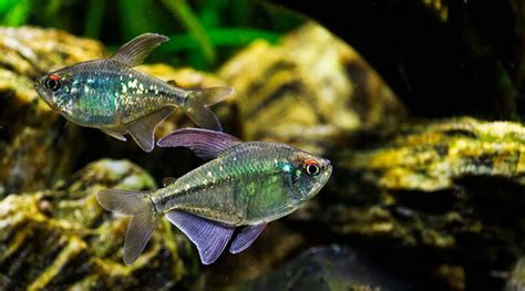 Popular Tetra fish types - Aquariumfreaks.com - Freshwater fish care ...