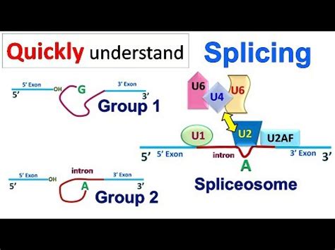 Splicing (genetics): what it consists of, types - science - 2025