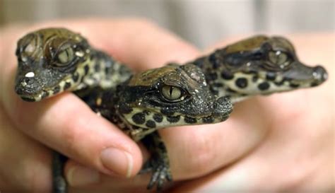 West African Dwarf Crocodiles | Dwarf crocodile, Zooborns, Pet birds