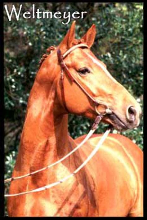 Weltmeyer, Hanoverian stallion, Superior Equine Sires