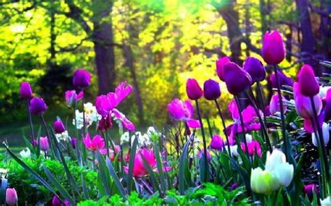 (20+) Welcome! | LinkedIn | Tulips garden, Flower garden, Garden vines