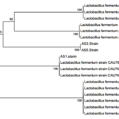 Phylogenetic tree of Lactobacillus fermentum strains showing the ...