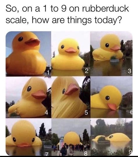 Somewhere between 5 and 9?? 😂😂😂 | Rubber duck, Funny duck, Funny memes about girls