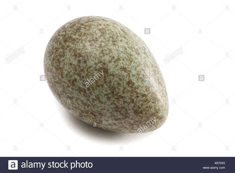 Magpie Egg High Resolution Stock Photography and Images - Alamy