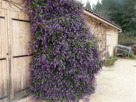 Hardenbergia violacea (Happy Wanderer) Happy Wanderers, Rhs, Outdoor Settings, Climbers, Native ...