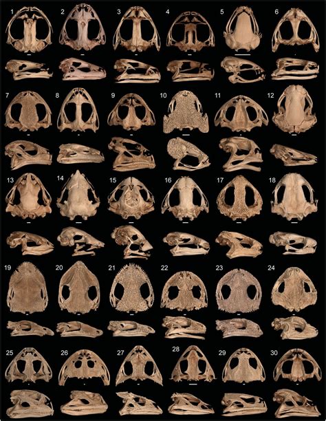 Evolution of hyperossification expands skull diversity in frogs | PNAS