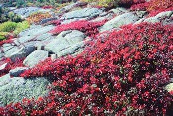 The Best Drought-Tolerant Ground Cover | Home Guides | SF Gate