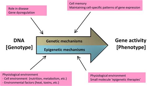 CHAPTER 1 Epigenetics – What it is and Why it Matters (RSC Publishing) DOI:10.1039/9781782628484 ...