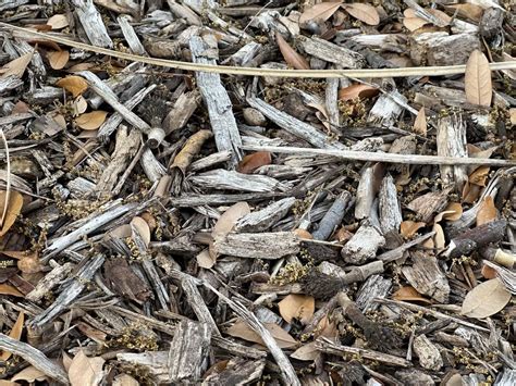 What is mulch glue? - Gardening Channel