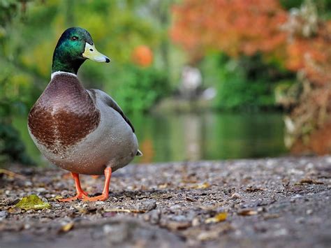 mallard, duck, plumage, animal, nature, bird, feather, drake, pond ...