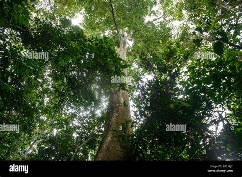 Sustainable deforestation in the equatorial rainforest, Cameroon ...