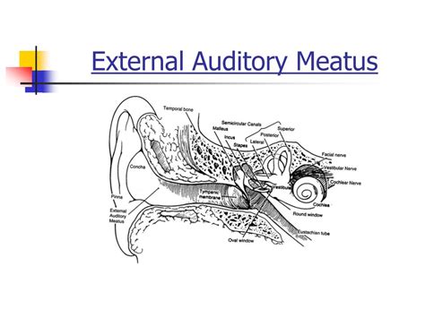 PPT - ANATOMY OF THE EAR PowerPoint Presentation, free download - ID:3120955