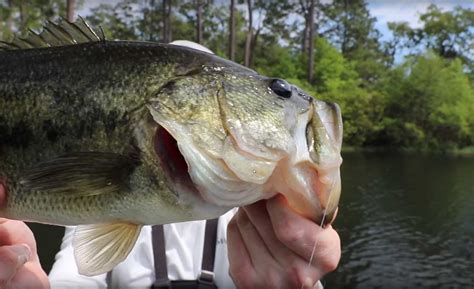 Topwater Fly Fishing for Bass | MidCurrent