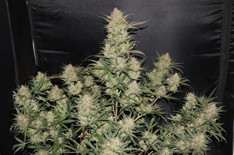 OG Kush Auto Cannabis Seeds for Sale – Buy OG Kush Strain | Fast Buds