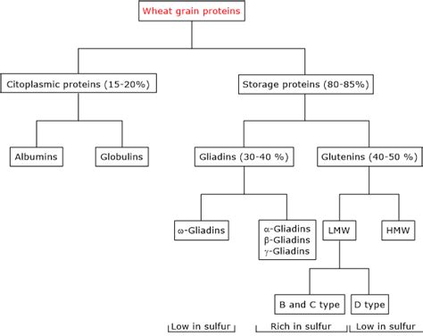 Gluten: definition, structure, containing grains - Tuscany Diet