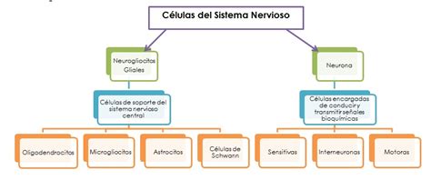 Células gliales: Definición, función, importancia, tipos y más