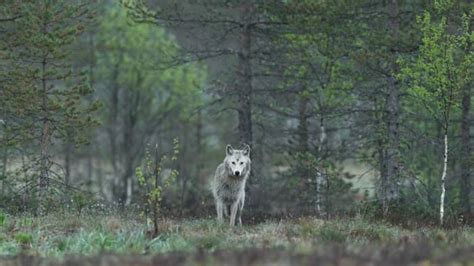 Wolves 101: Habitat, Diet, Communication, and Conservation - Owlcation