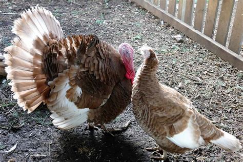 Turkey Feathers: More Facts, Awesome Ideas, and Buying Guide