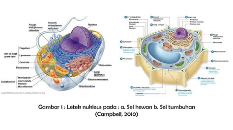 Fungsi Nukleolus Pada Sel Hewan - Homecare24