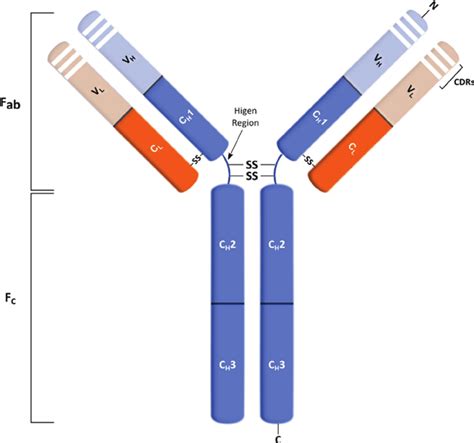 Schematic representation of an immunoglobulin G (IgG) mAb structure ...