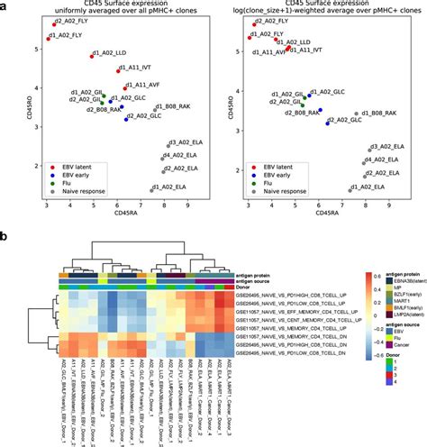 Epitope-specific T cell populations differ in activation status (a ...