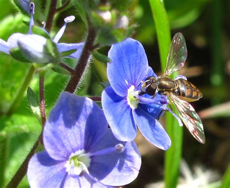 The Joyce Road Neighborhood: Wildflowers and Bees