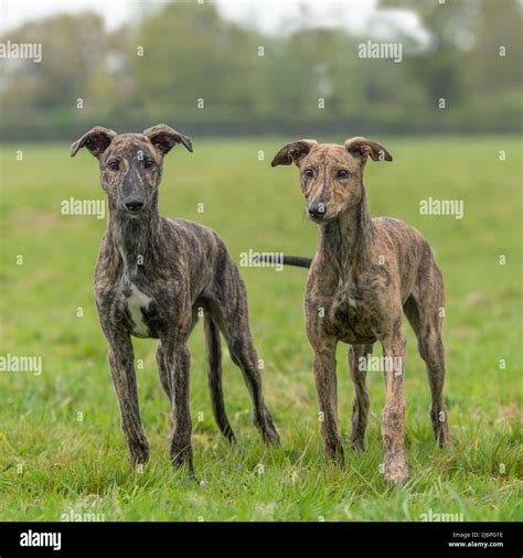 Lurcher puppy dog hi-res stock photography and images - Alamy