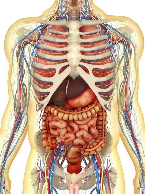 Transparent human body with internal organs, nervous system, lymphatic ...