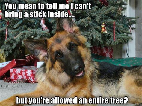 Dog just waylaid the Christmas tree - Page 2 - Survivalist Forum