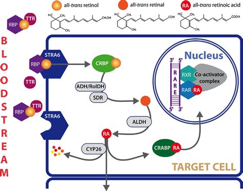 Retinoids and the retinoic acid (RA) signaling pathway. The chemical ...