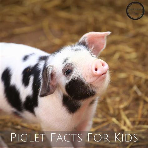 12 Piglet Facts For Kids