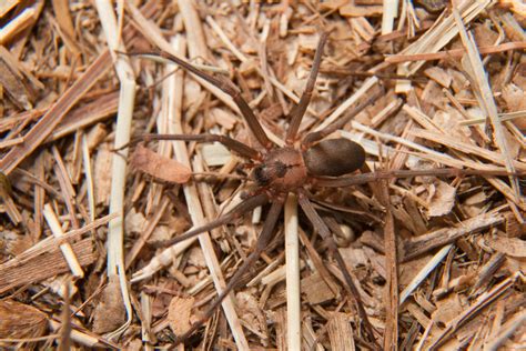 Brown Recluse Spider Bite in Horses - Symptoms, Causes, Diagnosis ...