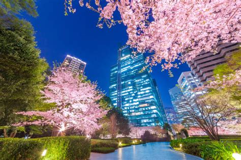 1,300+ Cherry Blossom Night Illumination At Tokyo Japan Stock Photos ...