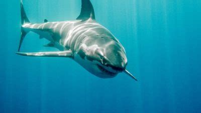 How do sharks find prey? - Kidpid