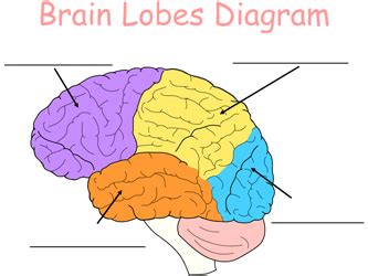 Lobes Of The Brain : The Lobes And Limbic System - The frontal lobe is located in the forward ...