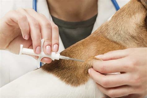 Why Microchipping Your Pets is Important - The Dogington Post