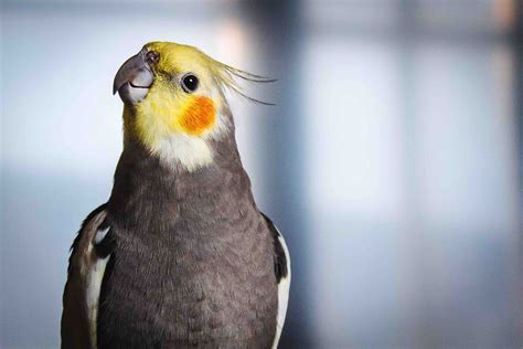 Male Grey Cockatiel