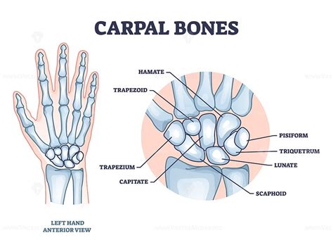 Carpal bones with hand palm skeletal structure and anatomy outline diagram - VectorMine