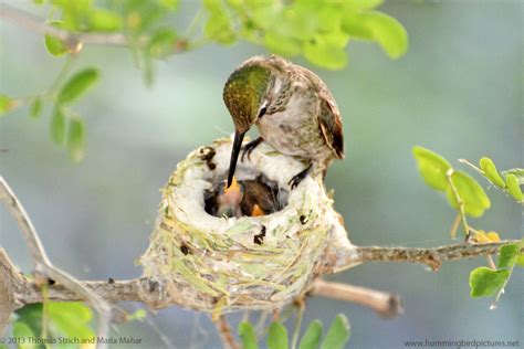 Hummingbird Nest Cam 2013